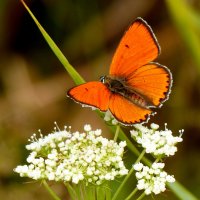 опять про бабочек...268 :: Александр Прокудин