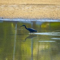 Черная цапля :: Иван Литвинов