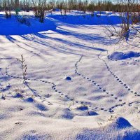 Январь..Сколько же лис тут наследило? :: Владимир 