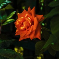 Оранжевая  Флорибунда :: Валентин Семчишин