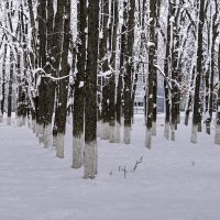 Редко у нас бывают такие зимы :: Игорь Сикорский