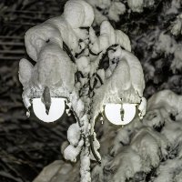 Городской фонарь :: Игорь Сикорский Городской фонарь :: Игорь Сикорский