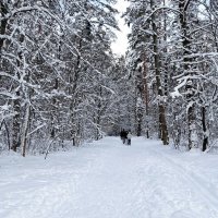 Зима в начале января. :: Милешкин Владимир Алексеевич Зима в начале января. :: Милешкин Владимир Алексеевич