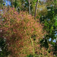 июнь :: Елена Шаламова июнь :: Елена Шаламова