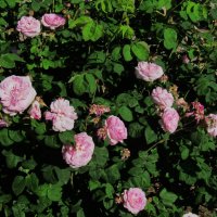 июнь :: Елена Шаламова