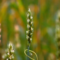 КОЛОСОК В АРКАНЕ. :: nadyasilyuk Вознюк