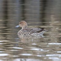 шилохвост самка. :: юрий макаров