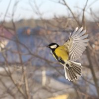 Красивый полёт и душа поёт. :: Татьяна Бравая