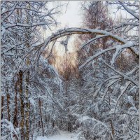 Зимняя сказка :: Максим Сорокин