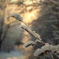 В лесу... :: Андрей Пристяжнюк