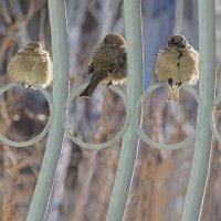 У каждого свой "шесток" :: Ирина Коледова