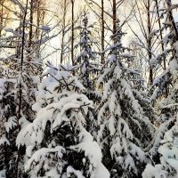 Заснеженные елочки :: Ирина 