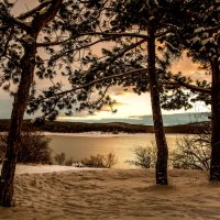 Сосновая роща. :: Сергей Воротников Сосновая роща. :: Сергей Воротников