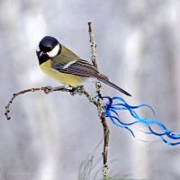 Птица счастья завтрашнего дня :: Ирина Баскакова