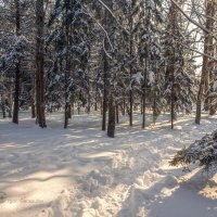 Зимний , солнечный денек :: Игорь Сарапулов