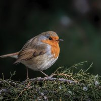 Пухлячок :: Александр К.