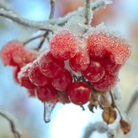 Калина красная. :: Анатолий Борисов