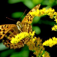 опять про бабочек...273 :: Александр Прокудин опять про бабочек...273 :: Александр Прокудин