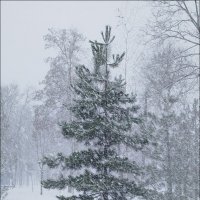 Первый снег! :: Надежда 