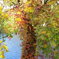 осень :: марта Камушкина осень :: марта Камушкина