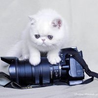 ... :: Светлана Ищенко