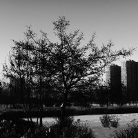 --- :: Василий Палий