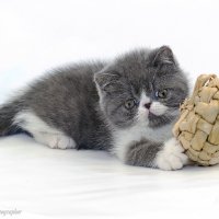 ... :: Светлана Ищенко