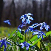 ...весенние "фонарики"... :: Александр Герасенков