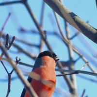 Где же моя ненаглядная, где? :: Татьяна Бравая