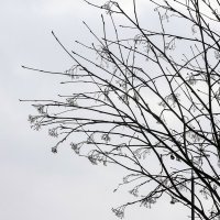 Свиристели улетели :: Валерий Иванович