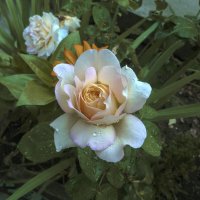 Глория  Дэй :: Валентин Семчишин