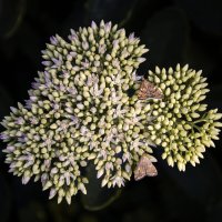 *** :: Александр. AVG100 ---