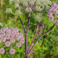 Краски лета. :: Алексей Трухин Краски лета. :: Алексей Трухин