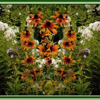 Цветение :: Владимир Кроливец