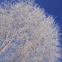 Зимняя красота :: Наталия Григорьева