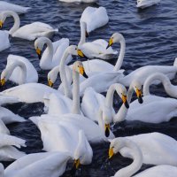 Лебеди на зимовке.Озеро Светлое,Алтайский край. :: Наталия Григорьева