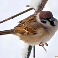 В поисках пропитания... :: Андрей Заломленков