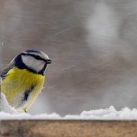 Кормушка 1 :: Владимир Иванович