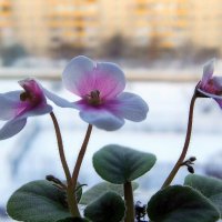 Миниатюрная фиалка сорт  ЛЕ-Polkagris, её высота всего 7см. :: Люба 