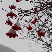 За городом зима :: Венера Чуйкова За городом зима :: Венера Чуйкова