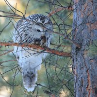 **** :: Владилен Панченко