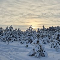 Январский морозец :: Надежда Шубина