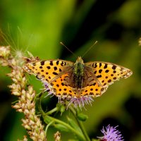 опять про бабочек...279 :: Александр Прокудин опять про бабочек...279 :: Александр Прокудин