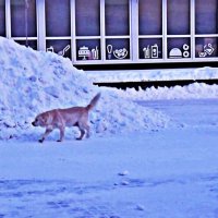 А я- пес бродячий! :: Владимир 