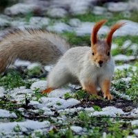 Трудные времена... :: Николай Саржанов Трудные времена... :: Николай Саржанов