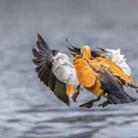 огарь в полете. :: юрий макаров