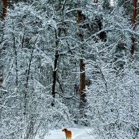 Проводник :: константин 