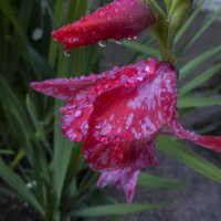 ** :: Валентин Семчишин