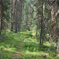 Тропа. :: ВикТор Быстров