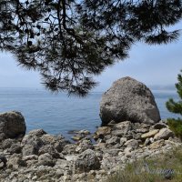Природа Крыма :: Amazing Cosmea